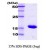 SDS-Page: Hsp70 Protein [NBC1-18356] - Dna K, 17.7kDa (163aa) with a purity of 95% by SDS - PAGE
